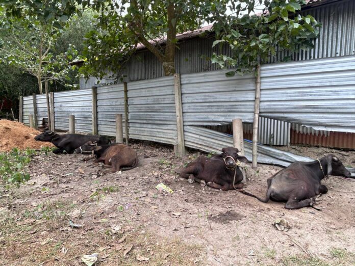 SOUTH SALMARA_11 ANIMAL SEIZED IN INDO-BANGLA BORDER BY POLICE_PIC 1